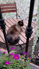 New Restaurant Customer ? :) #shorts #cats #funnycats #cutecats #cuteanimals #funny #viralcats #viral