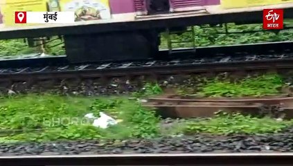 मुंबईत सर्व शासकीय-निमशासकीय कार्यालयांना सुट्टी जाहीर, फॉर्सबेरी जलाशयाजवळ चार तासात 109 मिमी पावसाची नोंद