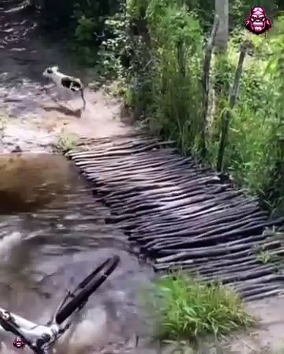 "Dog Crashes into Man During Horse Race – Unexpected Chaos "Dog Crashes into Man During Horse Race – Unexpected Chaos Everything was going smoothly during the horse race until a dog came out of nowhere and collided with a man near the track! This unexpect