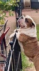 Bulldog Tries to Snatch Pear From Other Side of Fence