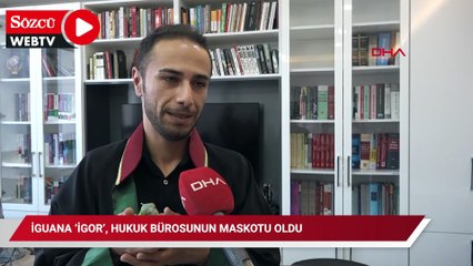 İguana ‘İgor’, hukuk bürosunun maskotu oldu