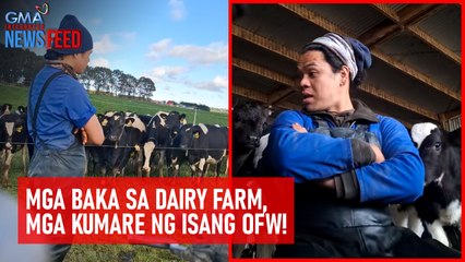 Mga baka sa dairy farm, mga kumare ng isang OFW! | GMA Integrated Newsfeed