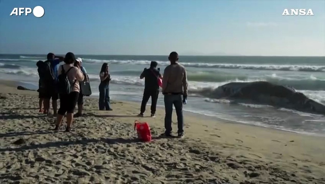 Messico, carcassa di balena si arena sulla spiaggia di Tijuana