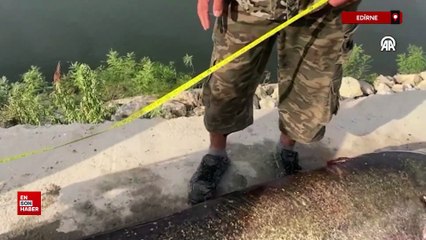 Edirne'de Meriç Nehri'nde oltayla 2,5 metrelik balık yakalandı