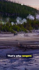 5 Bear Safety Rules Every Yellowstone Visitor Must Know 🐻🌲