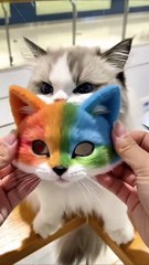 Saleemoffical presentation -MaskCat #cat