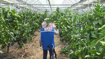 [날씨] 폭염 속 온열질환↑...기상청 "비닐하우스, 최고 11.5℃ ↑" / YTN