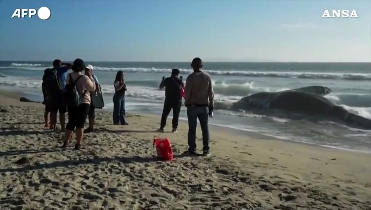 Messico, carcassa di balena si arena sulla spiaggia di Tijuana