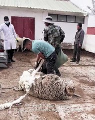 Sheep shearing like a Pro!