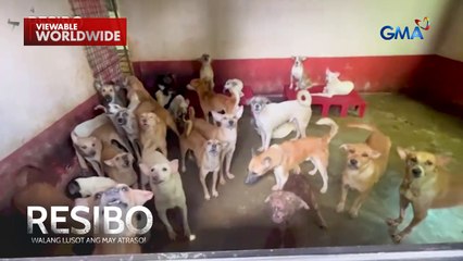 Mahigit 100 alagang aso sa Capas, Tarlac, nagdudulot umano ng masangsang na amoy! | Resibo