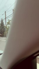 Black Bear Strolls Through Neighborhood After Crossing Road