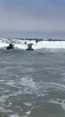 Adventurous Dogs Ride Waves on Surfboards