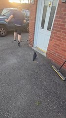 Crow Tries to Peck Person's Legs Outside House