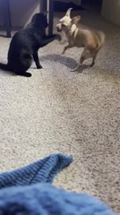 Naughty Puppy Teases Cat