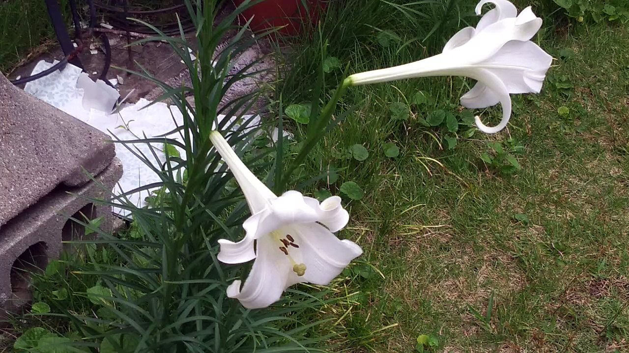 ユリ