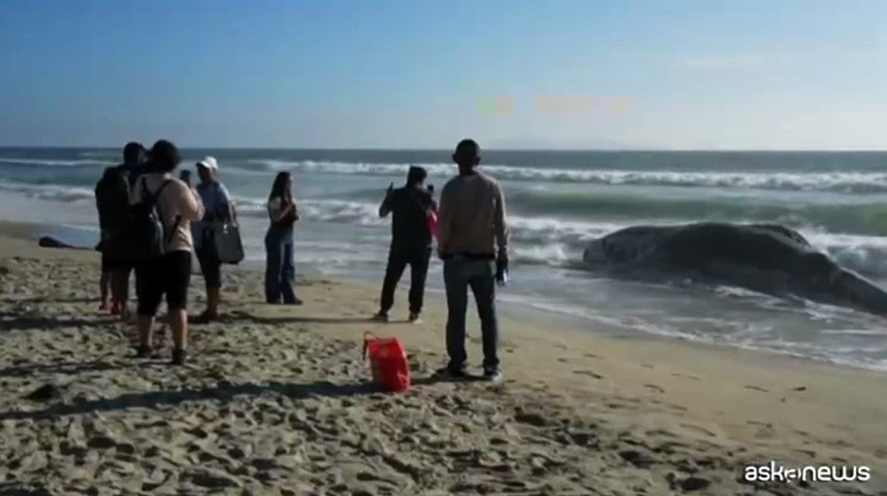 La carcassa di una balena spiaggiata a Tijuana in Messico