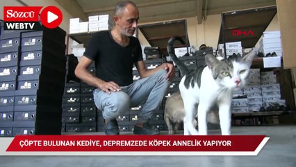 Çöpte bulunan kediye, depremzede köpek annelik yapıyor