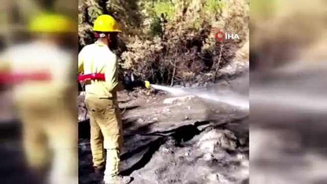 Orman yangınından geriye kalan acı manzara kahretti...