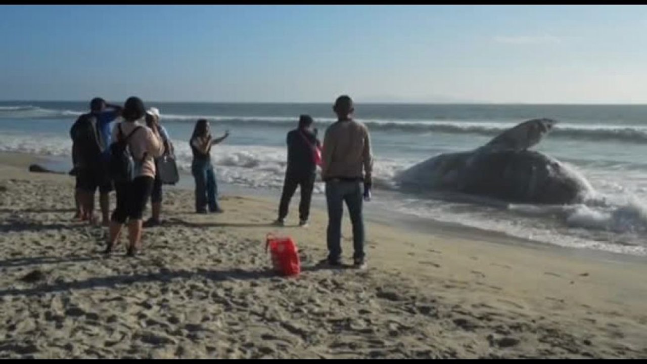 La carcassa di una balena spiaggiata a Tijuana in Messico