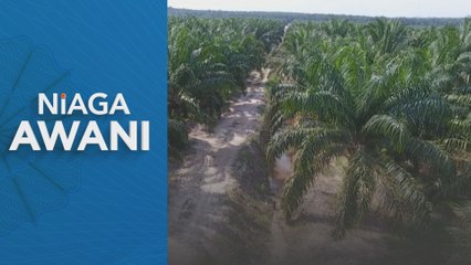 Import minyak sawit India dari Malaysia catat lonjakan - MPOC