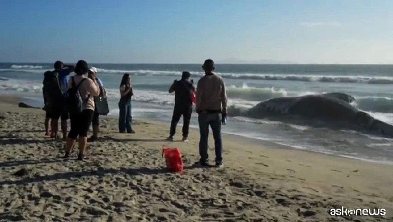 La carcassa di una balena spiaggiata a Tijuana in Messico