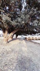 Sukoon  Village Life  Song  #maxrecords #villagelife #larkana #sindh #pakistan