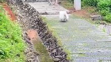 The puppy went into the water for the first time, and his amazing performance proved he was born to be a swimming champion!