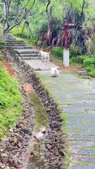 The puppy went into the water for the first time, and his amazing performance proved he was born to be a swimming champion!
