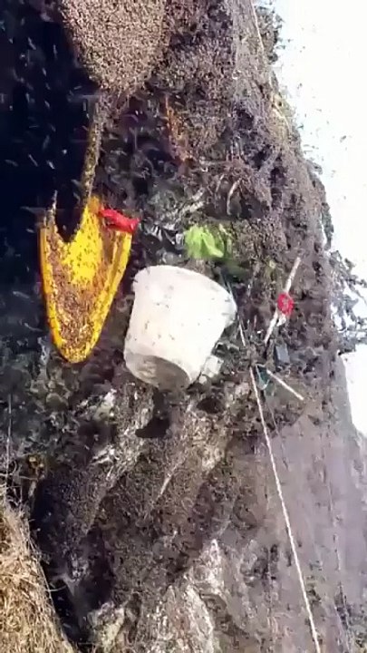 In the mountains of Nepal_ bees make a rare _mad honey_ from rhododendron flowers and eating it can