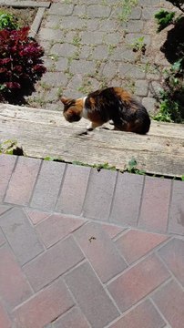 🐾 Cat`s Hardest Life Choice EVER 😂 Left or Right?! #shorts #cats #funny #funnycats #cutecats #adorable #viralcats
