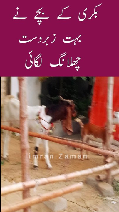 BAKRI ke Bachy ne Zabardst Jump lagai😄