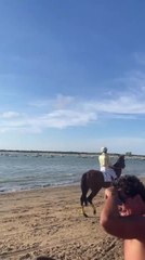 Horse Runs Along Shore While Evading Police Car