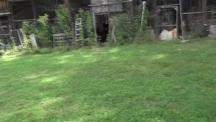 Man Guides Bear and Cubs Towards Enclosure and Offers Them Treats