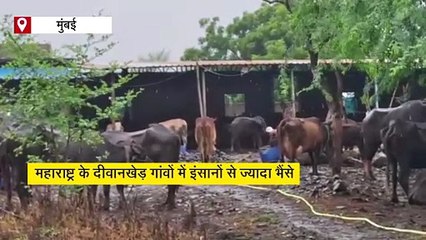 इस गांव में इंसानों से ज्यादा है भैंसों की संख्या, पीढ़ियों से चल रहा डेयरी व्यवसाय