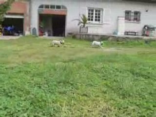 Calice norton et kyzer