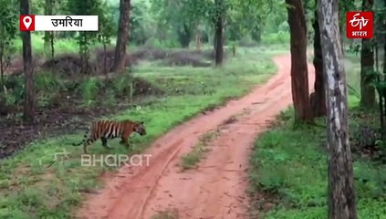 बांधवगढ़ क्यों है बाघों के दीदार का बेस्ट डेस्टिनेशन, बफर जोन में टाइगर के इस परिवार का जलवा