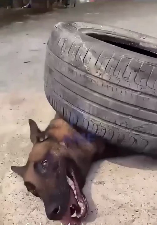 A smart dog helps people and a sad ending 😭