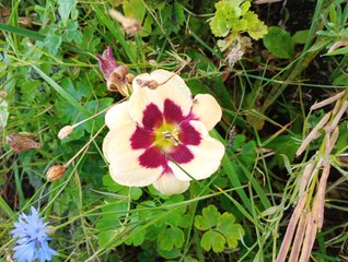 Flowers and fruit garden grown in Ireland 2025