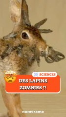 Ce virus transforme les lapins en ZOMBIES ?!