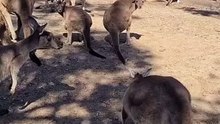 Kangaroos in Australia 🇦🇺