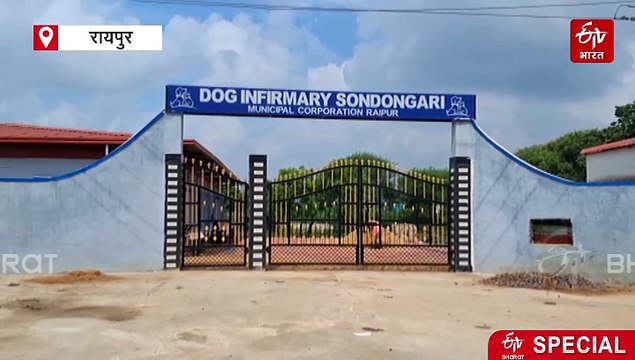रायपुर में लकी 77 कुत्तों के लिए ही डॉग शेल्टर होम, हजारों आवारा डॉग्स के लिए नहीं हैं व्यवस्था, बड़ा सवाल कैसे रुकेंगे डॉग बाइट
