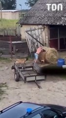 Un fermier reçoit l'aide de ses chiens pour pousser une botte de foin