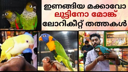 ഇണങ്ങിയ തത്തകളുടെ കിടിലൻ കളക്ഷൻ | Fully Tamed Parrot#petsworld #conure #parakeets #parrot  ഈ ഷോപ്പിന്റെ അഡ്രസ്സ് "മിക്കി  പെറ്റ്സ്" ബി‌ജെ‌പി ജില്ലാ ഓഫീസിന് സമീപം,പത്തനംതിട്ട.ഫോണ്‍ നമ്പര്‍ - 80896 90746/98463 90746Mickey Pets & Aquarium