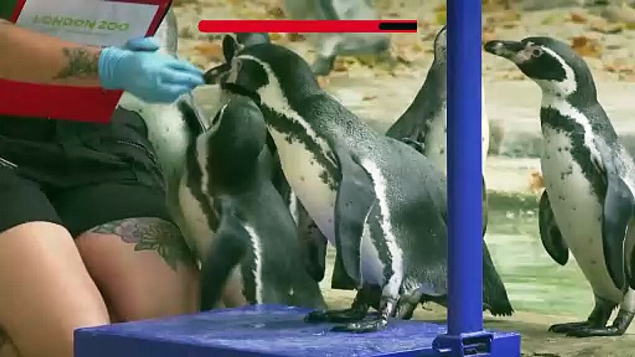 London Zoo animals step onto scales for annual weigh-in
