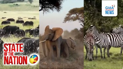 Once-in-a-lifetime close encounter sa wildlife sa Maasai Mara | SONA