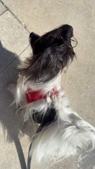 Windy