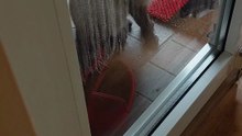 😺 Guess Who’s Waiting at My Window AGAIN?! 🐾🍲 #cats #funnycats #cutecats #meow #shorts #catshorts #funnycatshorts