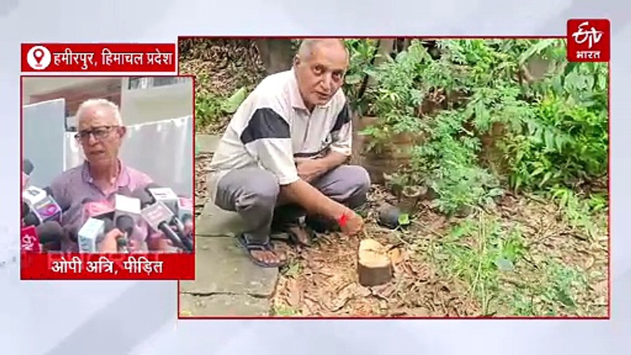 'पुष्पा' स्टाइल में चोरी! घर के आंगन से चंदन का पेड़ काट ले गए चोर, चैन से सोते रहे घरवाले