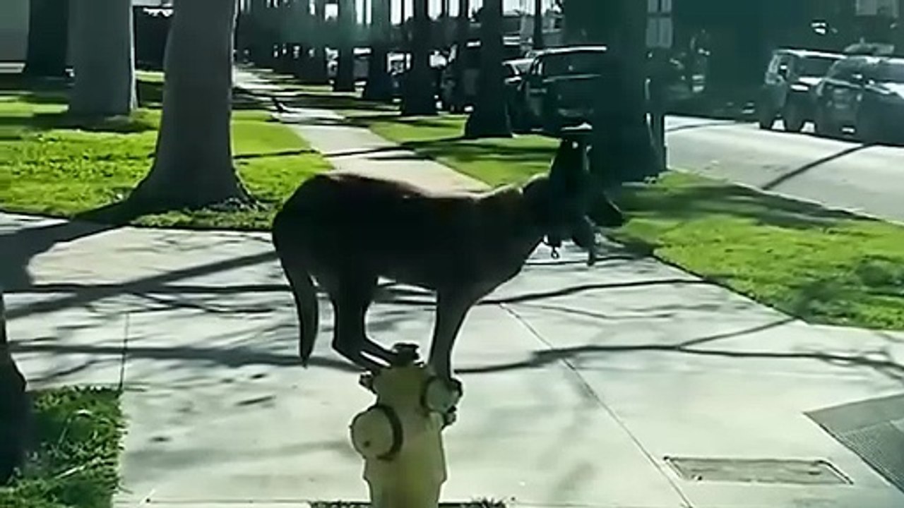 Funny Dog Moments Will Make You Laugh