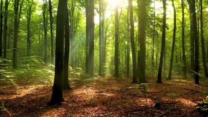 Soul Sanctuary Relaxing Music for Stress, Anxiety & Emotional Healing #18